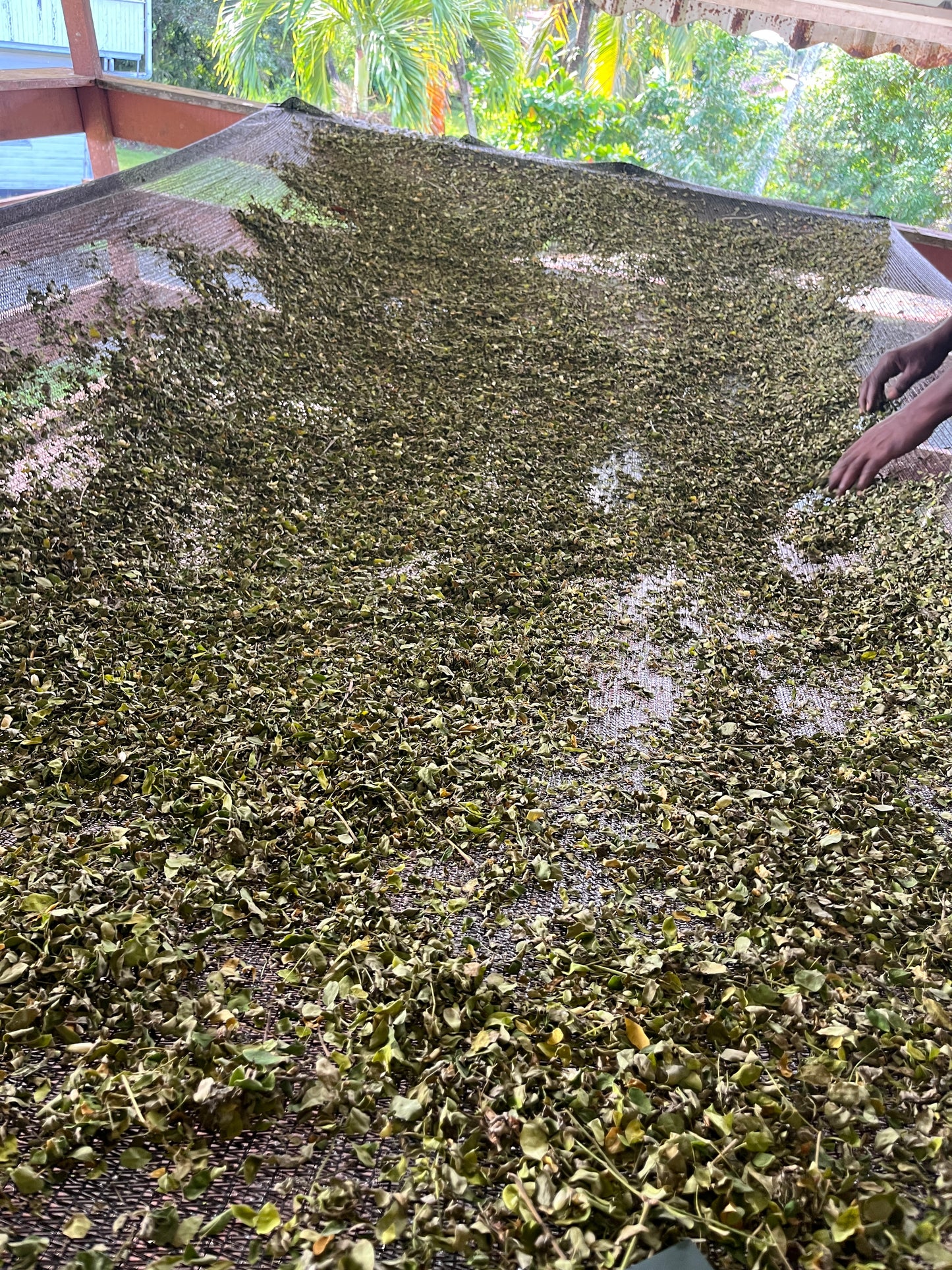 Gedroogde Moringa oleifera Thee (Wilde Oogst) – De "Wonderboom"