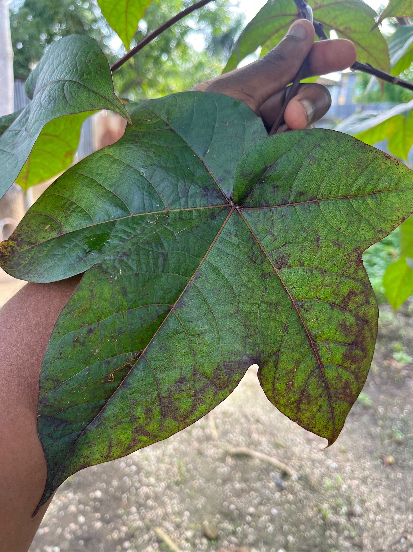 Redi Katun Thee – Traditionele Surinaamse kruidenthee