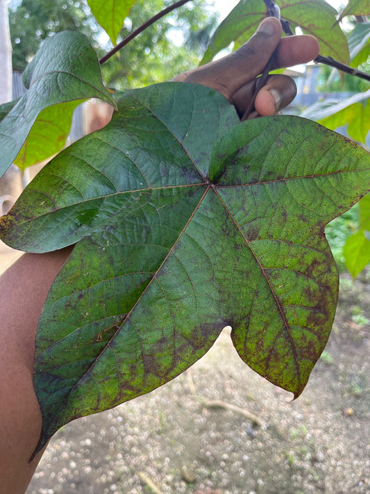 Redi Katun Thee – Traditionele Surinaamse kruidenthee