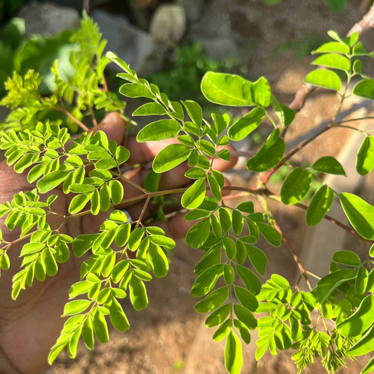 SOLD OUT Gedroogde Moringa oleifera Thee (Wilde Oogst) – De "Wonderboom"