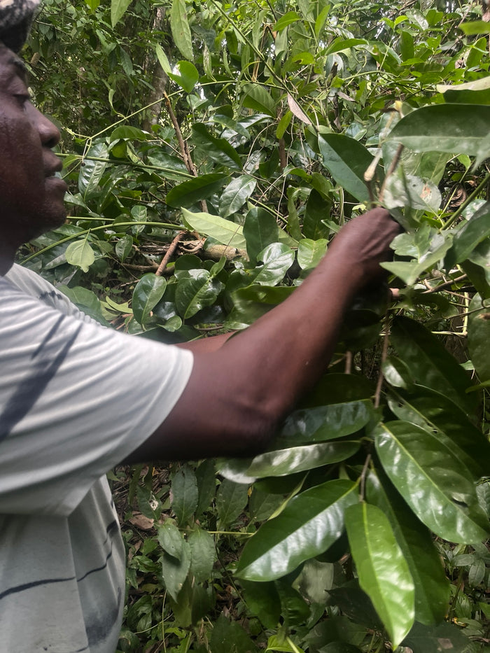 Bladeren worden in Suriname met de hand verzameld