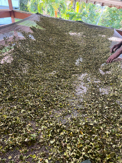 Gedroogde Moringa oleifera Thee (Wilde Oogst) – De "Wonderboom"