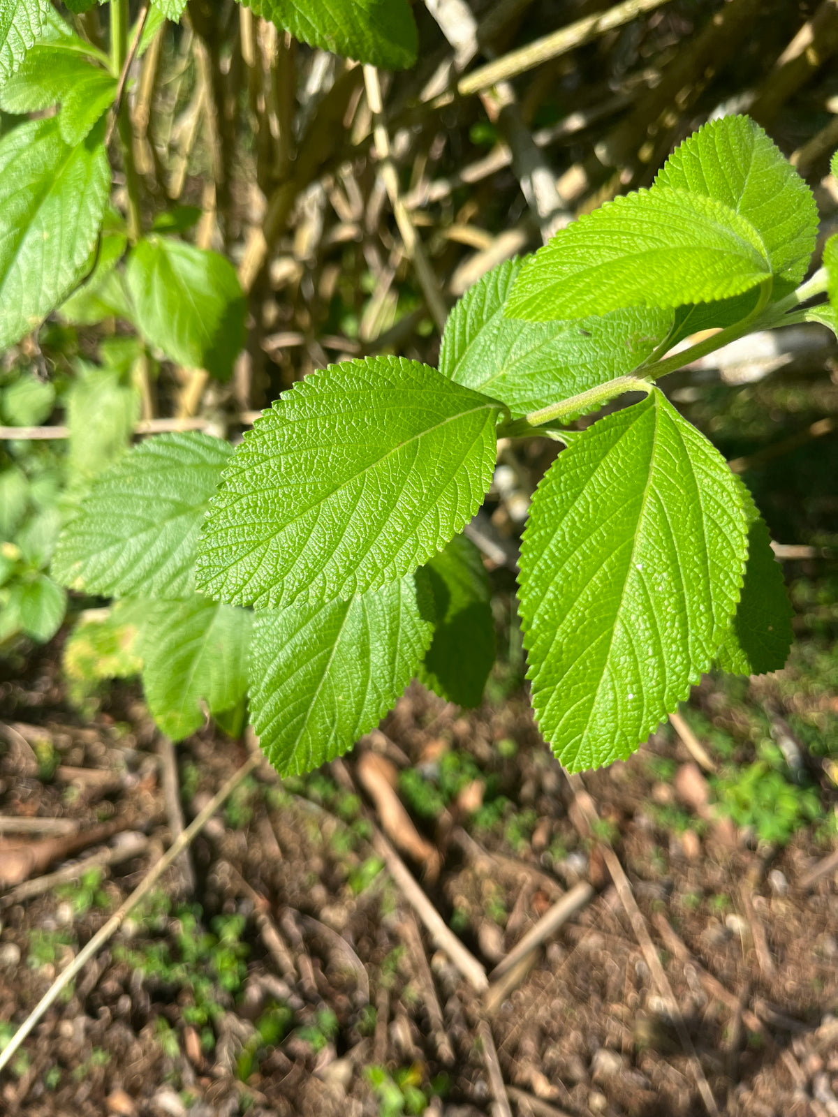 Surinaamse Marva Thee – 100% Puur & Gedroogd (Lippia alba)
