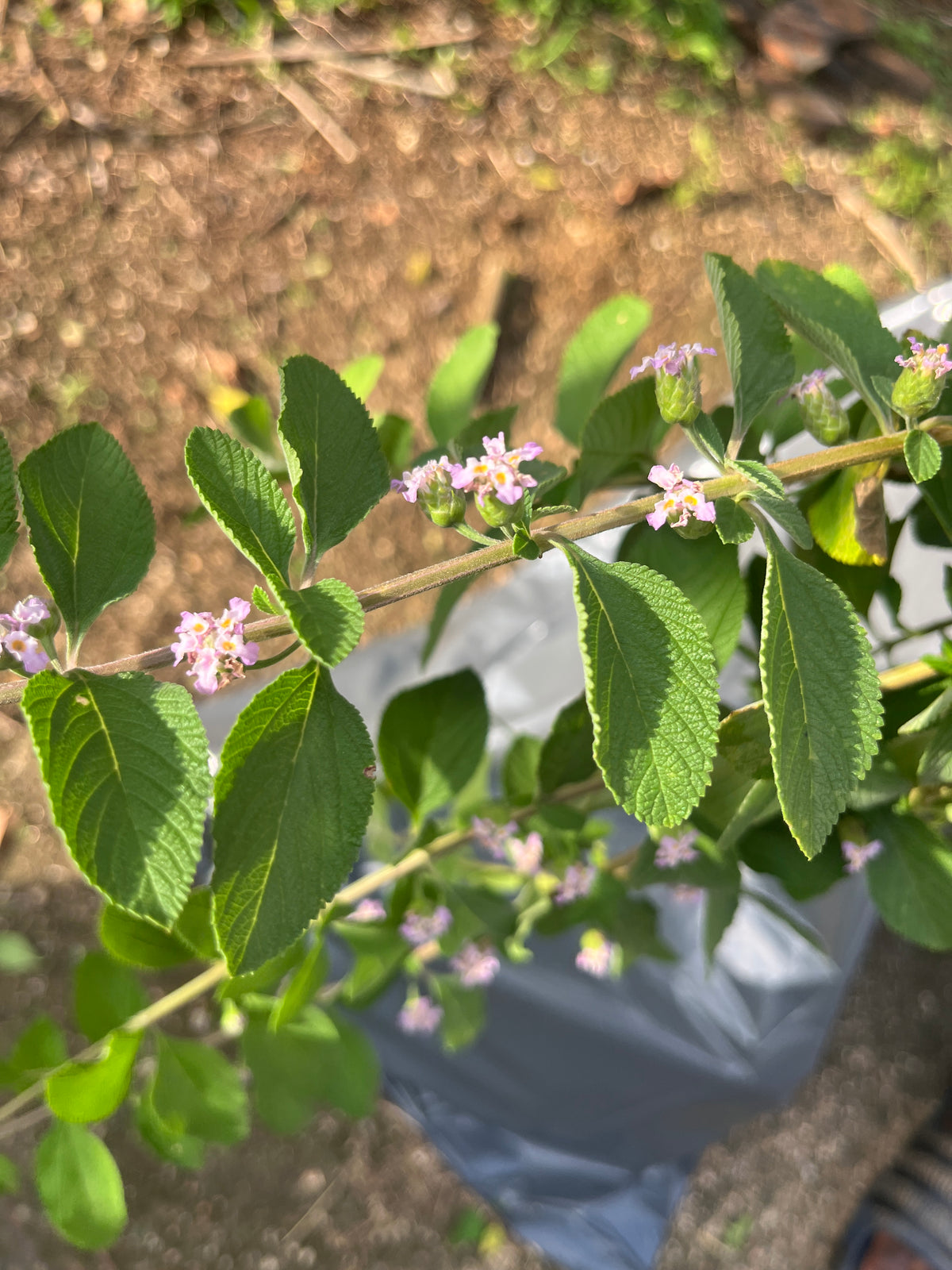 Surinaamse Marva Thee – 100% Puur & Gedroogd (Lippia alba)