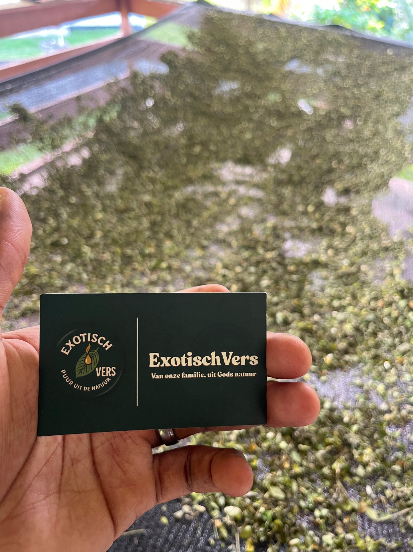 Gedroogde Moringa oleifera Thee (Wilde Oogst) – De "Wonderboom"