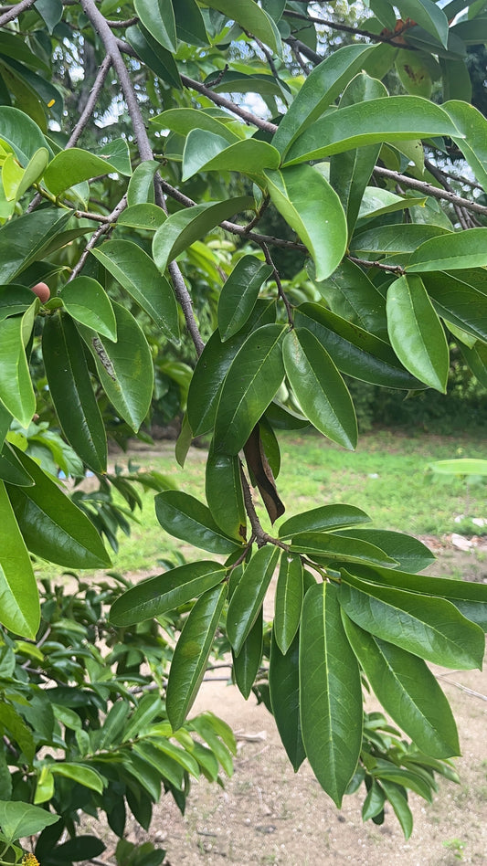 Gedroogde Zuurzak Bladeren – Soursop Blad Thee | Extra Lang Houdbaar & Gemakkelijk