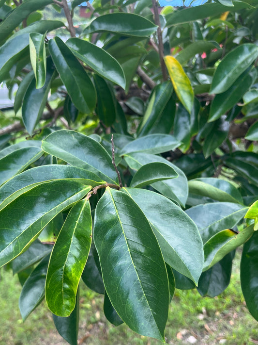 Gedroogde Boszuurzakbladeren (Wilde Variant) - Surinaamse Zuurzak Thee | 100% Puur & Handgeplukt