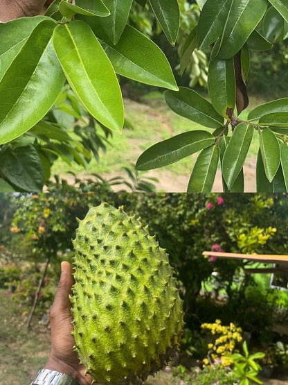 Gedroogde Zuurzak Bladeren – Soursop Blad Thee | Extra Lang Houdbaar & Gemakkelijk