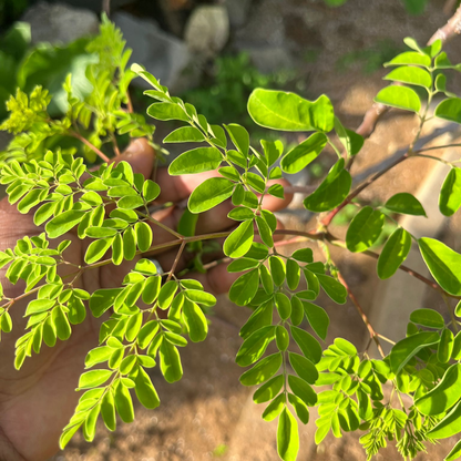 Gedroogde Moringa oleifera Thee (Wilde Oogst) – De "Wonderboom"