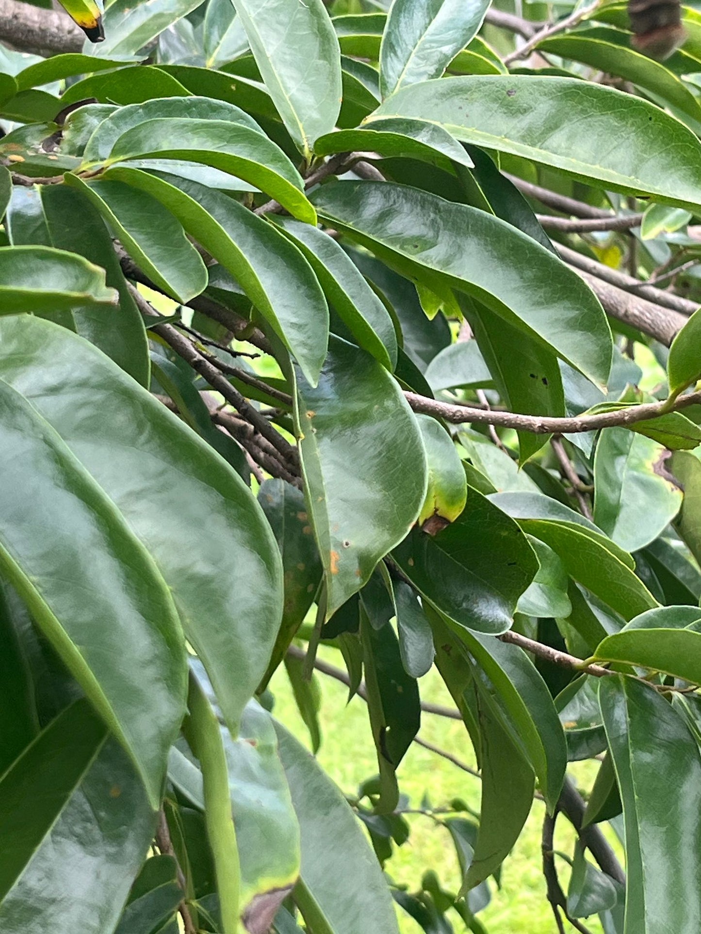 Surinaamse Zuurzak Kuur – 3 Maanden Voordeelpak (90 stuks)