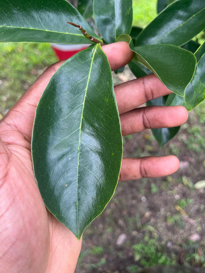 Surinaamse Zuurzak Kuur – 3 Maanden Voordeelpak (90 stuks)