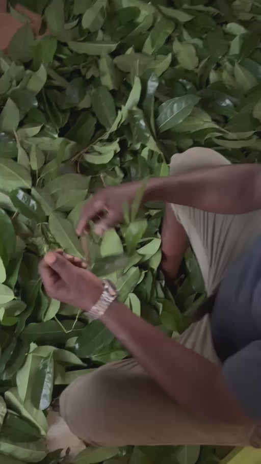 Video laden: Een kijkje bij het met de hand selecteren van bladeren in Suriname