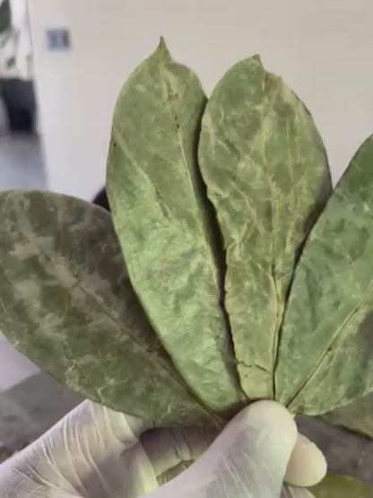 Gedroogde Zuurzak Bladeren – Soursop Blad Thee | Extra Lang Houdbaar & Gemakkelijk