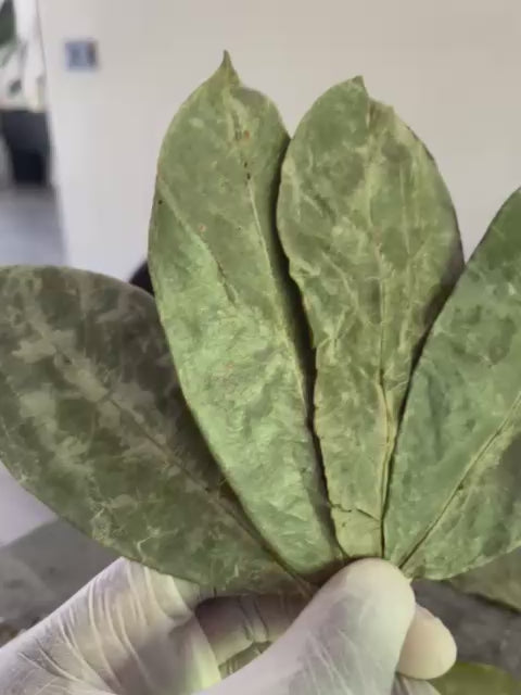 Gedroogde Zuurzak Bladeren – Soursop Blad Thee | Extra Lang Houdbaar & Gemakkelijk